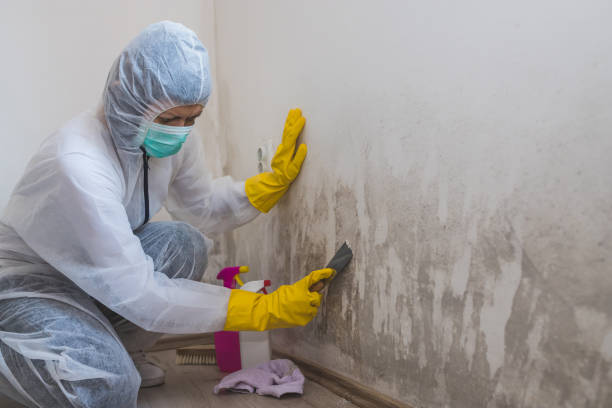 Best Mold Odor Removal Services  in Celebration, FL